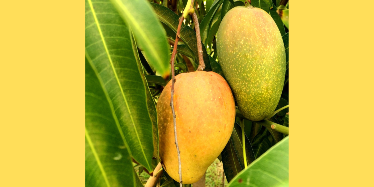 Exploring the East Indian Mango: A Tropical Delight