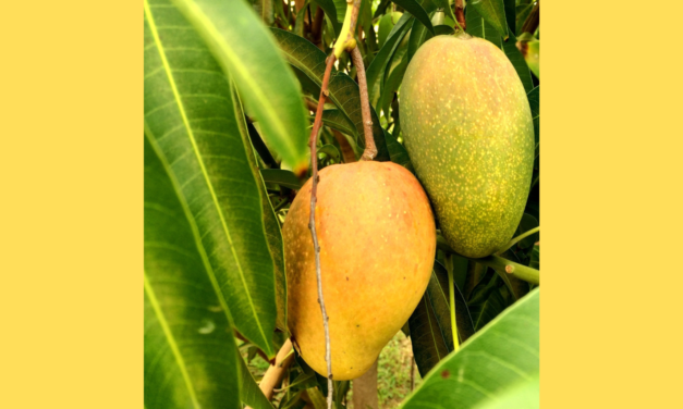 Exploring the East Indian Mango: A Tropical Delight