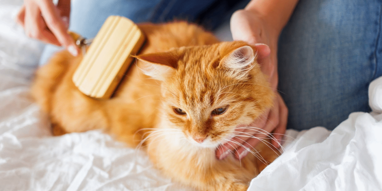 A Guide to Cat Care: Tips for a Happy, Healthy Kitty