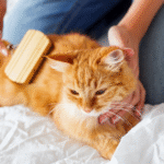 A Guide to Cat Care: Tips for a Happy, Healthy Kitty