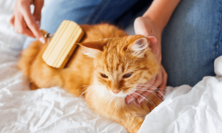 A Guide to Cat Care: Tips for a Happy, Healthy Kitty