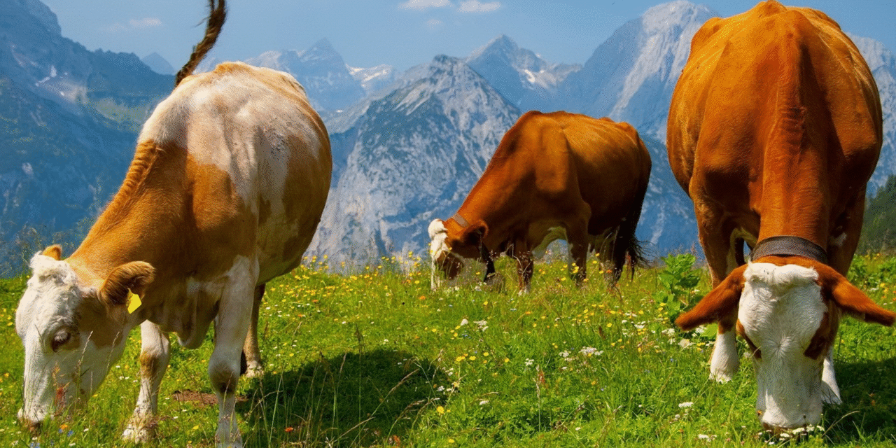 Understanding the Different Types of Cows: A Guide for Beginners