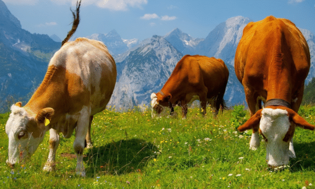 Understanding the Different Types of Cows: A Guide for Beginners