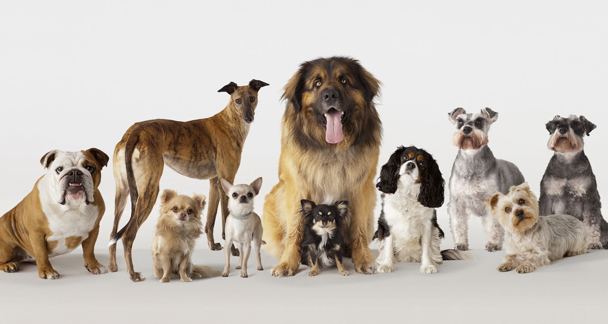 10 Popular Dog Breeds and What Makes Them Special