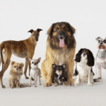 10 Popular Dog Breeds and What Makes Them Special