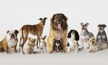 10 Popular Dog Breeds and What Makes Them Special