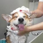 Dog Care 101: How to Raise a Happy, Healthy Pup