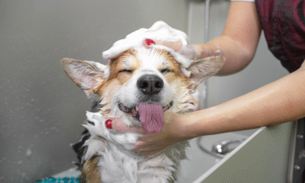 Dog Care 101: How to Raise a Happy, Healthy Pup