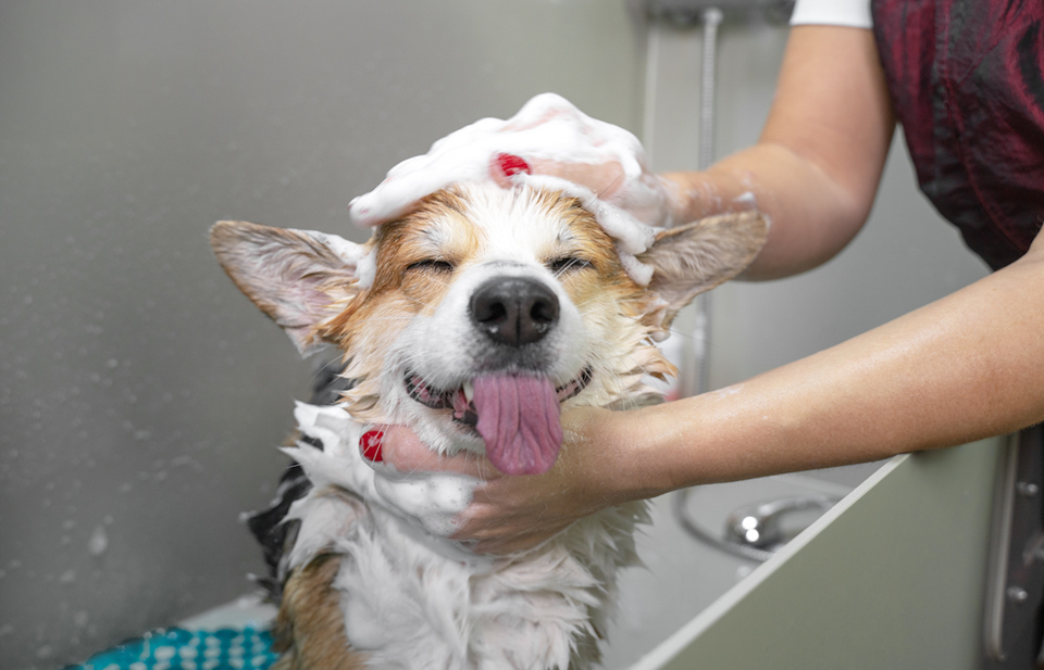 Dog Care 101: How to Raise a Happy, Healthy Pup