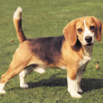The Joy of Owning a Dog: Why They’re Man’s Best Friend