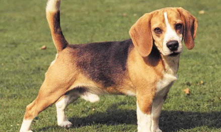 The Joy of Owning a Dog: Why They’re Man’s Best Friend