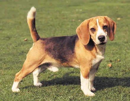 The Joy of Owning a Dog: Why They’re Man’s Best Friend
