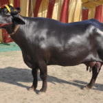 Murrah Buffalo: The Pride of Dairy Farming