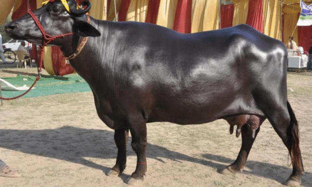 Murrah Buffalo: The Pride of Dairy Farming