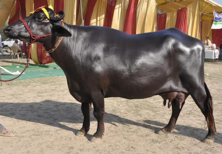 Murrah Buffalo: The Pride of Dairy Farming