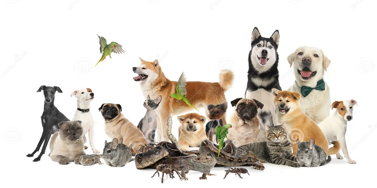 Popular Pet Animals and Their Names: A Fun Guide for Animal Lovers