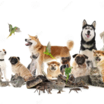 Popular Pet Animals and Their Names: A Fun Guide for Animal Lovers