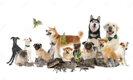 Popular Pet Animals and Their Names: A Fun Guide for Animal Lovers